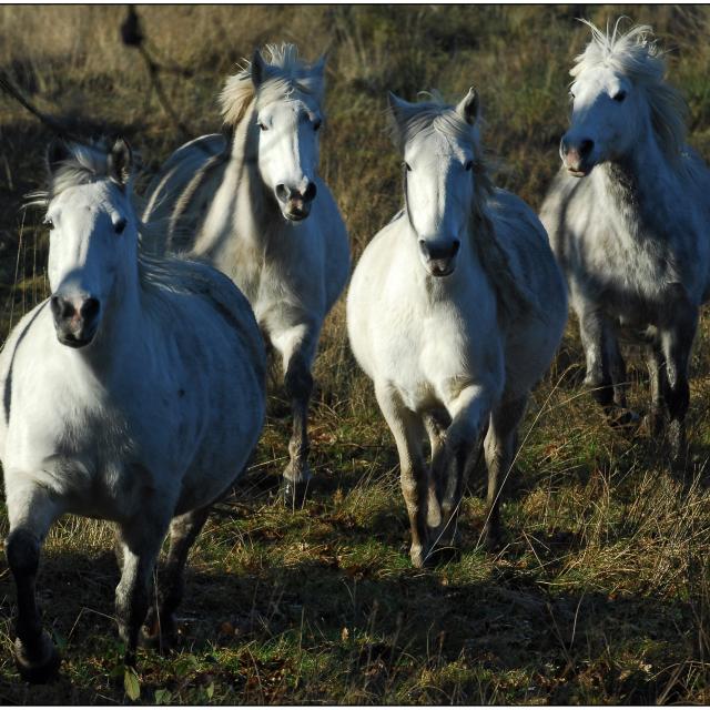 étang Du Moulin Neuf Plounérin