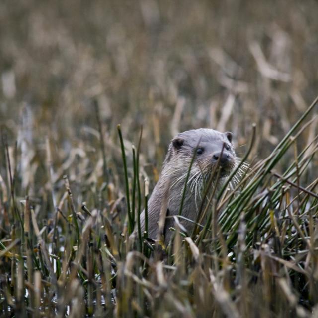 La Loutre Sur L'étang Du Moulin Neuf Plounérin