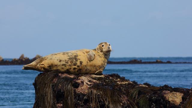 Un Phoque Gris sur un rocher surplombant la mer