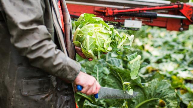 Les Maraîchers D'armor - Choux Fleurs