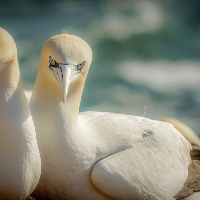northern-gannet-g2ececeb8b-1920.jpg