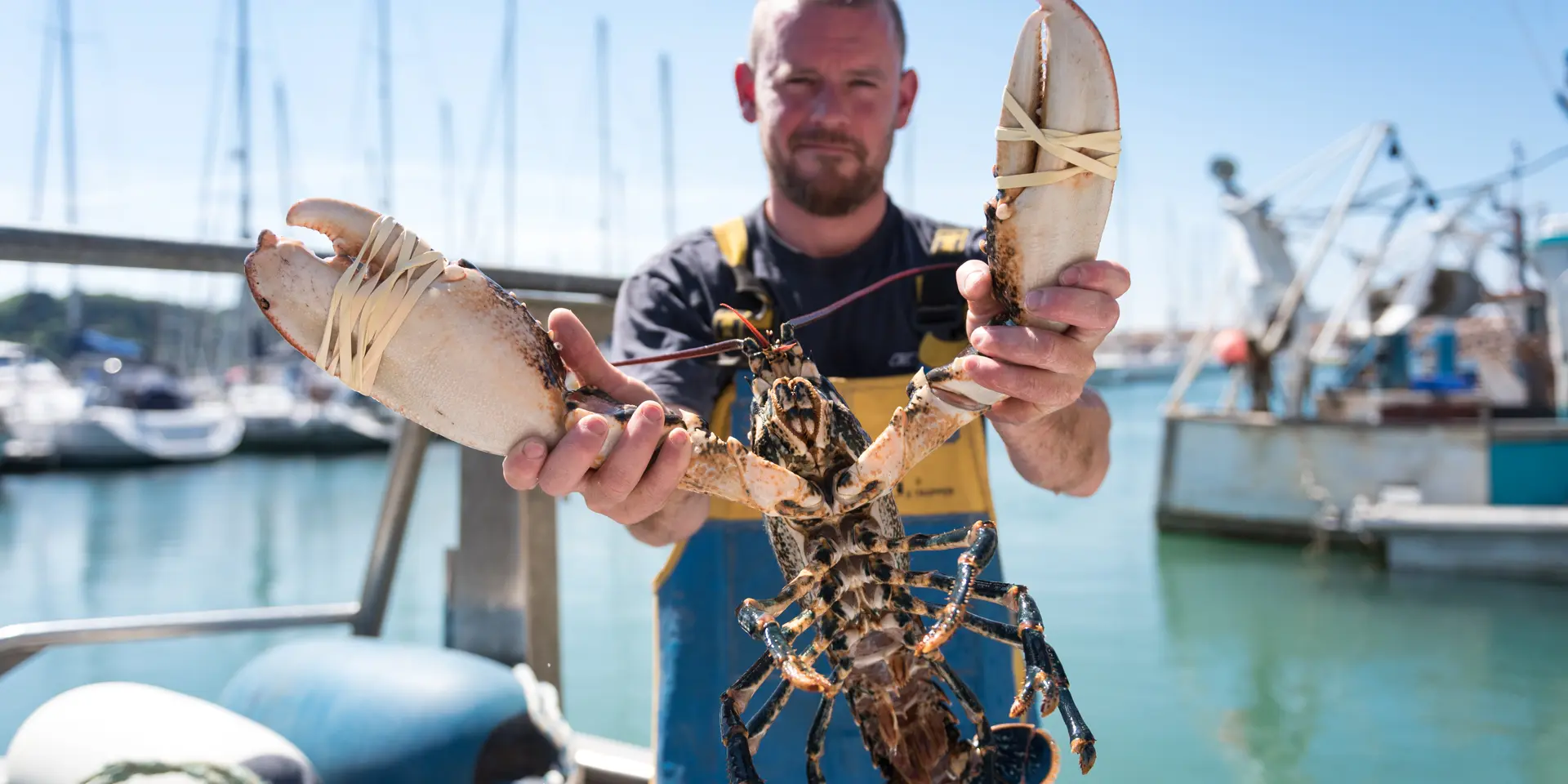 Dans un port, un pêcheur tient dans ses mains un homard fraichement pêché.