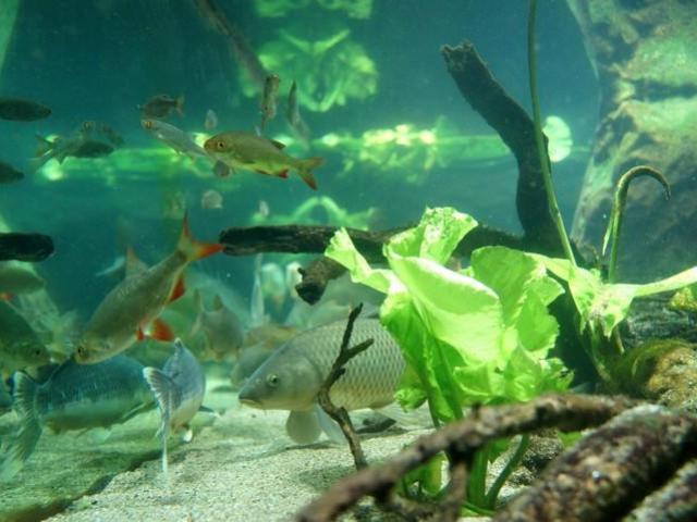 Aquarium Des Curieux De Nature