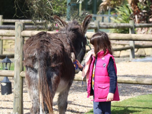 La combes aux ânes pansage des ânes