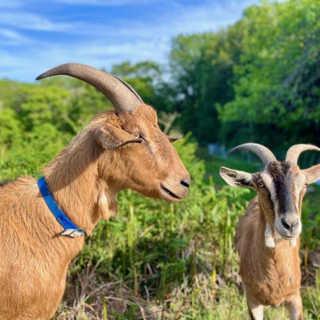 Vallée de Goas Lagorn - Beg Léguer