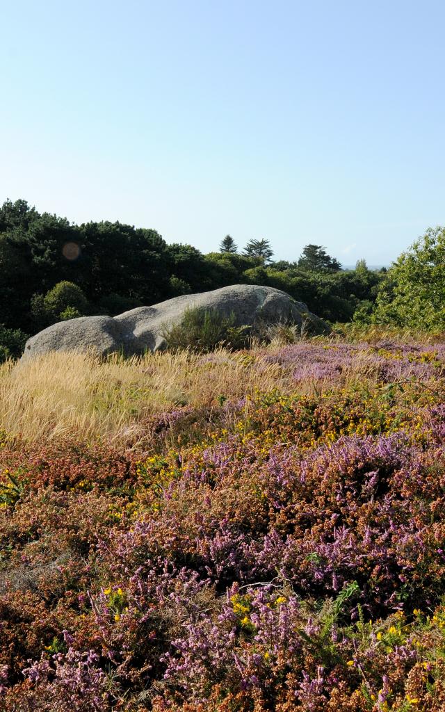 ploumanach-vallee-des-traouieros-72-2012-b-torrubia-2012-1.jpg