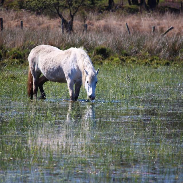 Réserve Naturelle De Plounérin