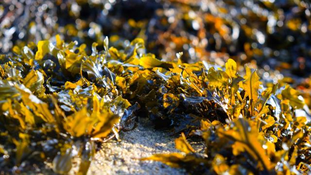 Laetita Crnkovic_Zero dechet tregor (3)