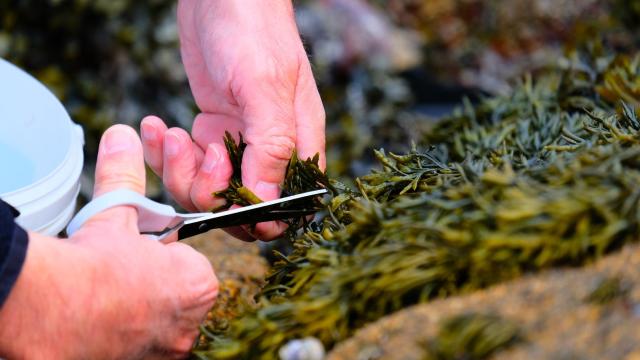 seaweed harvesting