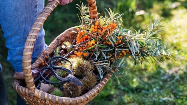 Escapade Glaz Suivez Le Druide