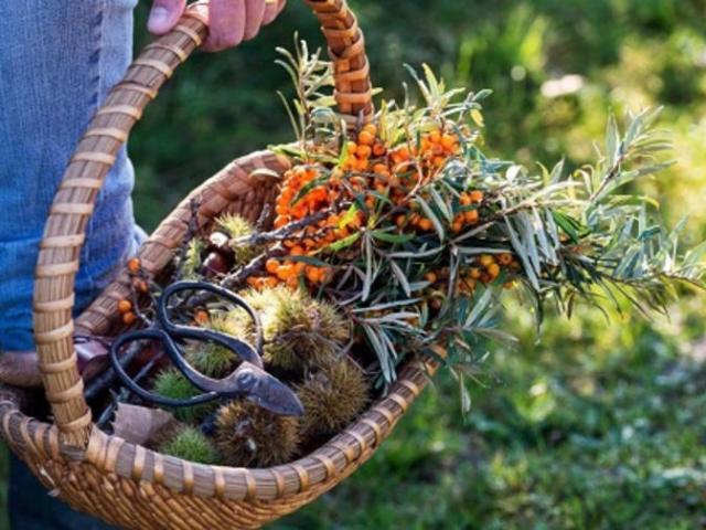 2023 Visual Escapade Glaz - Follow the druid