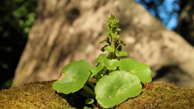 2023 Visual TounNature - The plant and its mysteries (photo OT CGR)