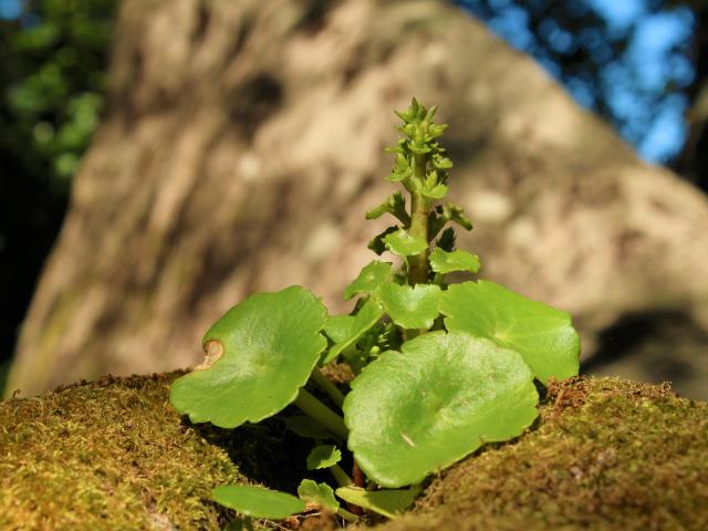 2023 Visual TounNature - The plant and its mysteries (photo OT CGR)