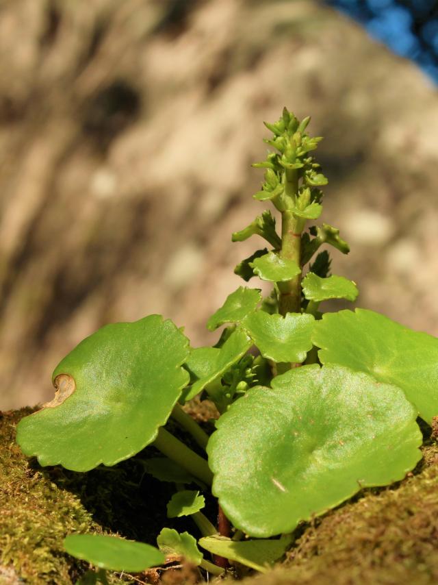 2023 Visual TounNature - The plant and its mysteries (photo OT CGR)