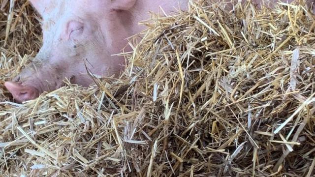 Visite commentée de la Ferme de Kernéan - Elevage porcin bio à Pleumeur-Bodou