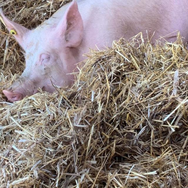 Visite commentée de la Ferme de Kernéan - Elevage porcin bio à Pleumeur-Bodou