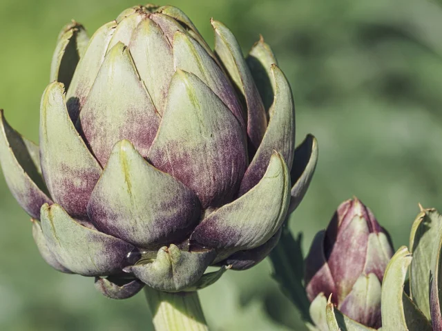 Artichaut breton