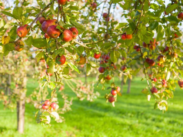 Warenghem 102019 9jpg 48917926661 O