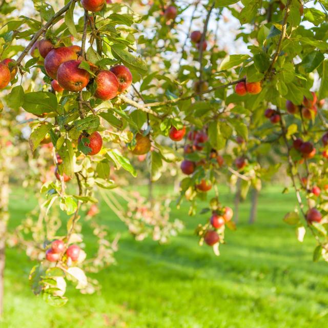 Les vergers de la distillerie Warenghem