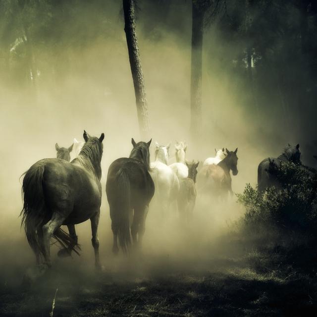 Horses