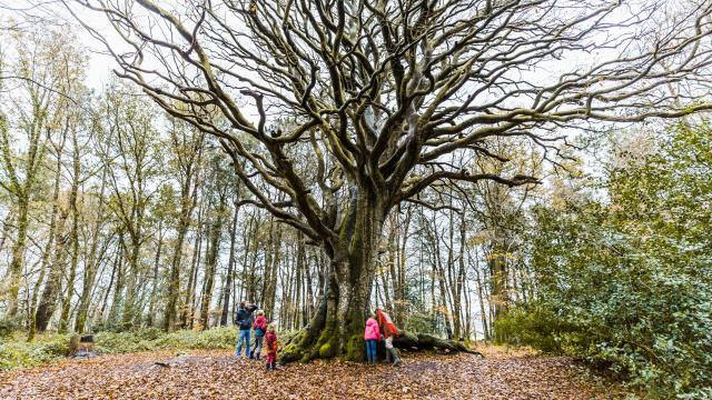 Hêtre de Kervinihy - Le Vieux Marché