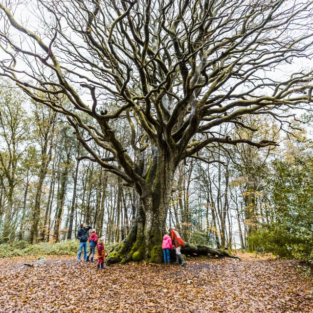 Hetre De Kervinihy A Le Vieux Marche