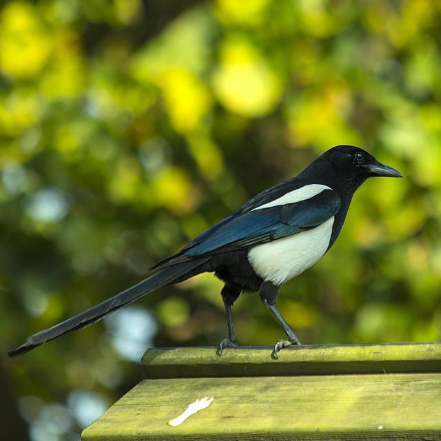 Pie Sur Le Toit Dune Maison