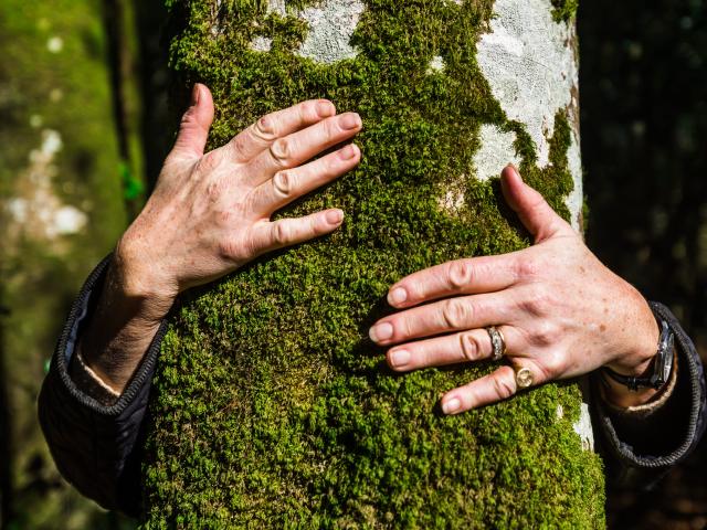 Sylvotherapie The Beneficial Effect Of Trees Well-Being In The Forest