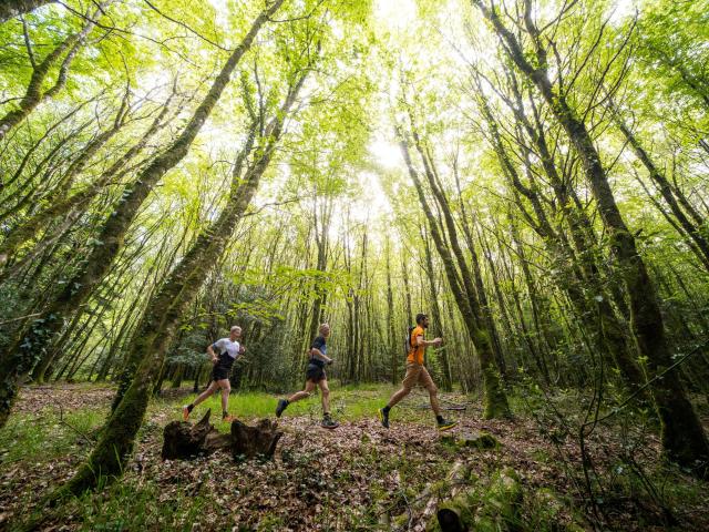 Trail dans la forêt de Beffou