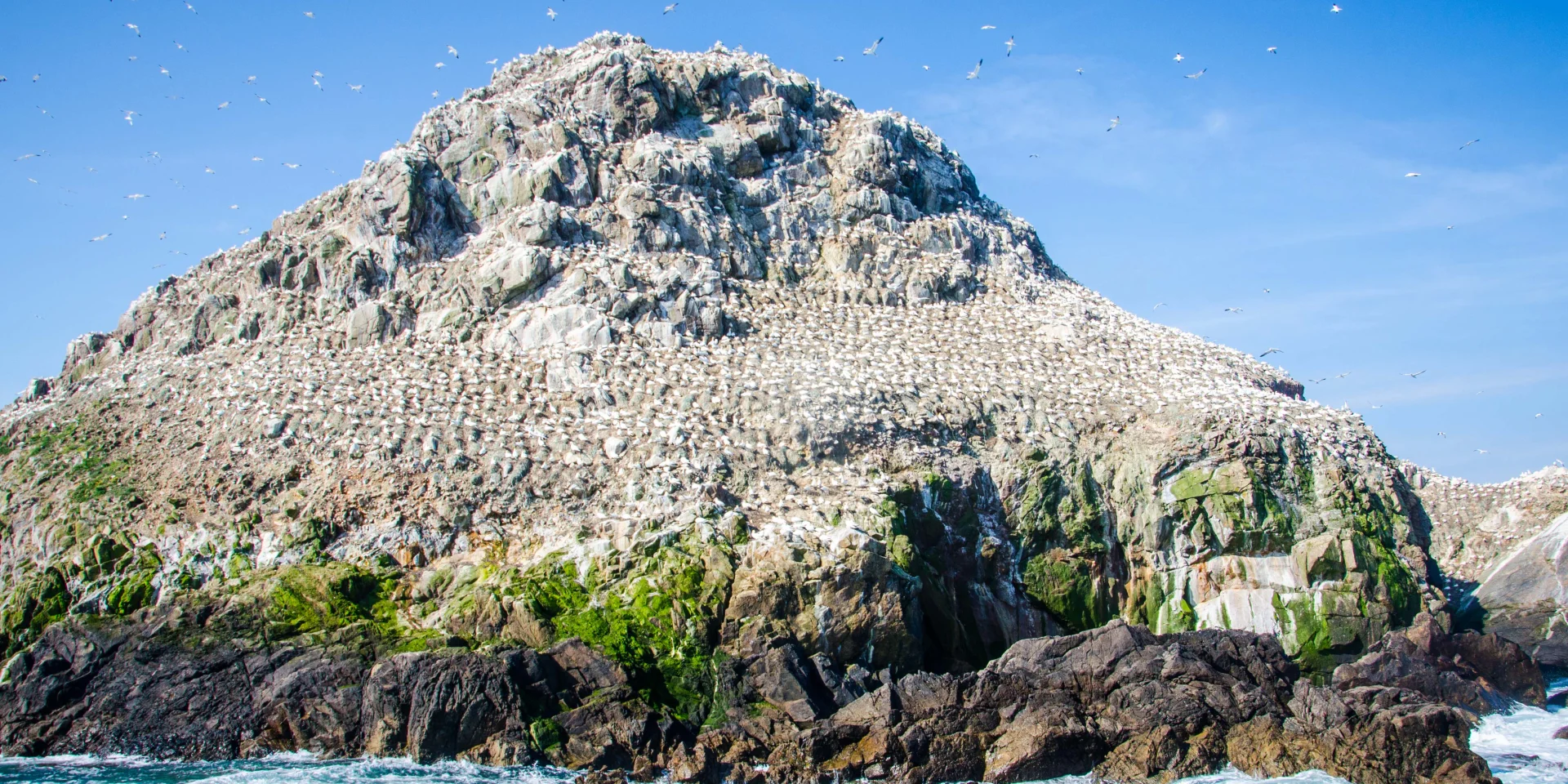 Trotteurs Addict Perros Guirec2021 Ile Rouzic Fous De Bassan N°11