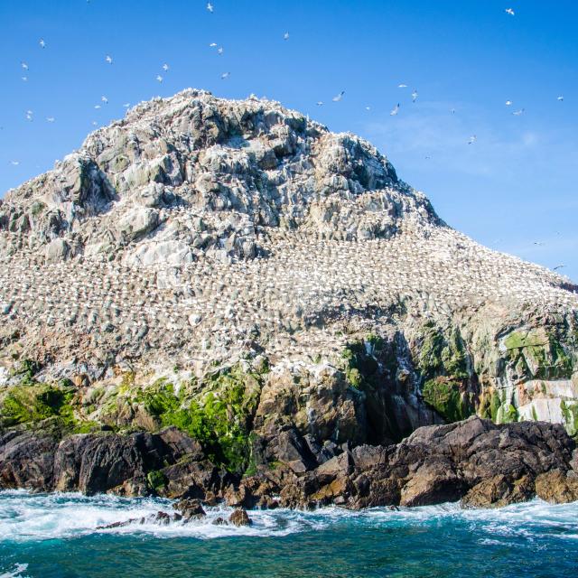 Traber Addict Perros Guirec2021 Ile Rouzic Fous De Bassan Nr. 11