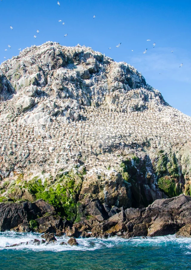 Trotteurs Addict Perros Guirec2021 Ile Rouzic Fous De Bassan N°11