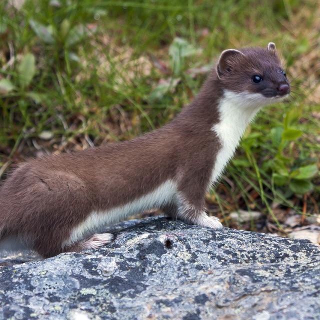 Weasel