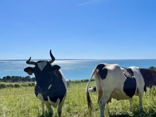 Kühe Goas Lagorn Trebeurden Lannion 1