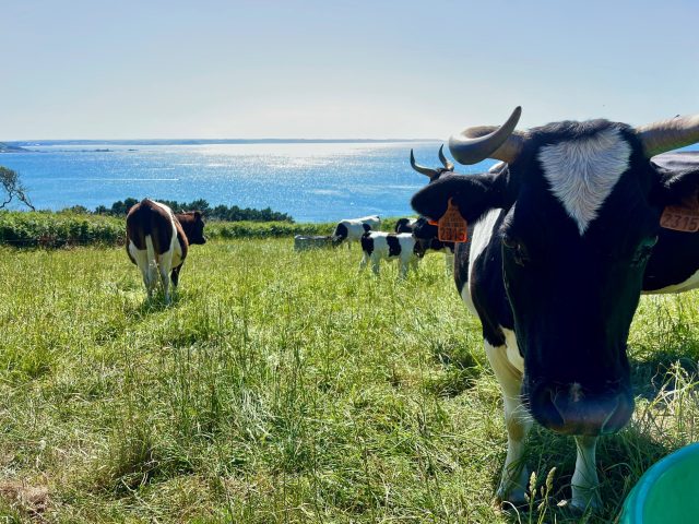 Vaches Pie Noire à Goas Lagorn - Trébeurden/Lannion
