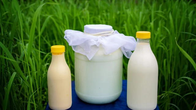 Pot de lait de vache