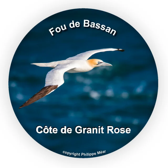 Magnet Fou De Bassan