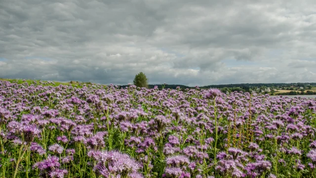 Champ de fleurs
