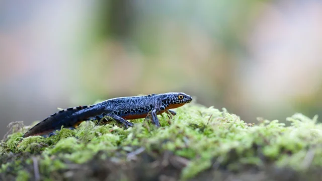 Un triton llpestre sur de la mousse