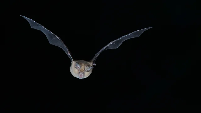 Chauve-souris Grand Rhinolophe en vol