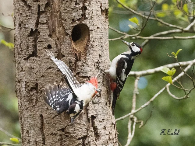 Spotted Woodpecker Herve Cabel