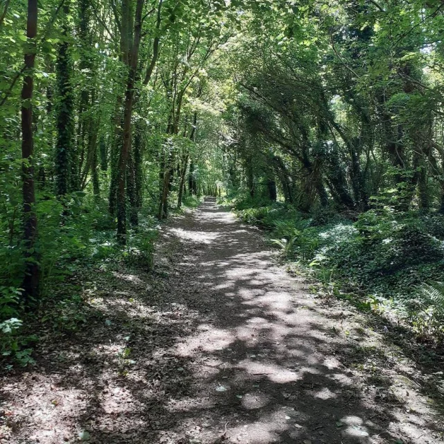 Aufforstung Standort Du Launay Antoine Grossemy