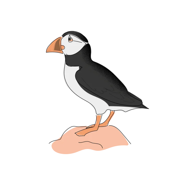 Illustration Macareux