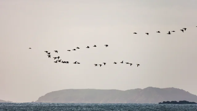 Vol de bernaches au-dessus de la mer et de l'Ile Tomé en fond