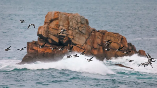 Vol de Bernaches au ras des vagues devant un rocher de la Côte de Granit Rose