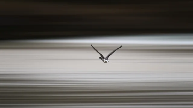 Une bernache vole au dessus de la mer