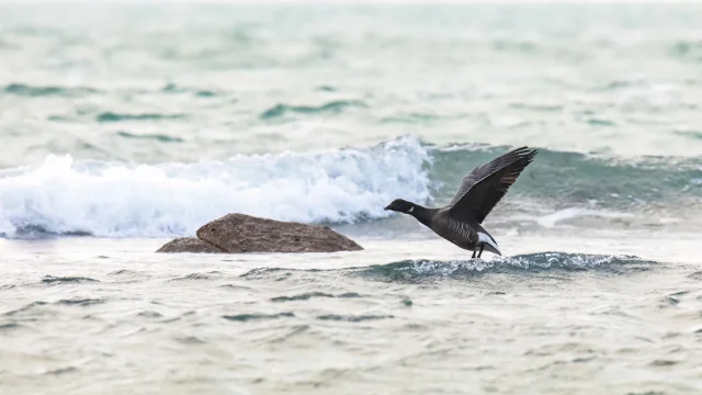 Bernache cravant en vol au ras de la mer