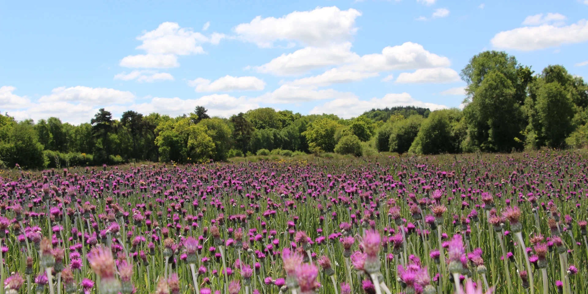 Prairies Maiwenn Le Borgne