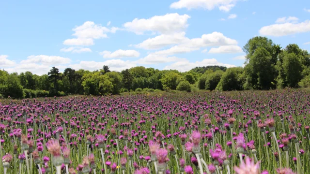 Prairies Maiwenn Le Borgne