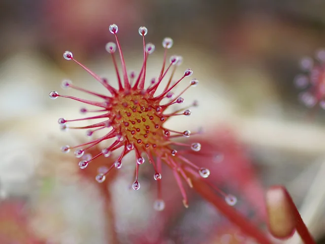 Rossolis Or Drosera Samuel Jouon Declicarmor2007